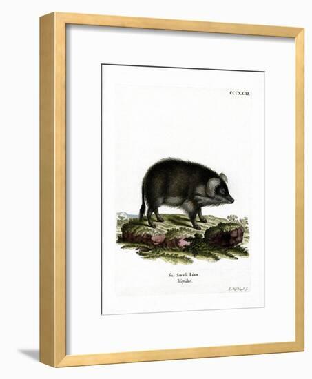 Wild Boar-null-Framed Giclee Print