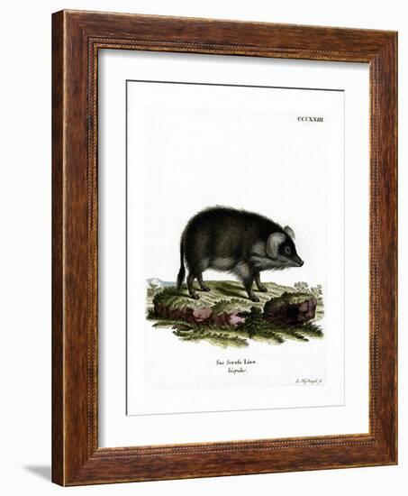 Wild Boar-null-Framed Giclee Print