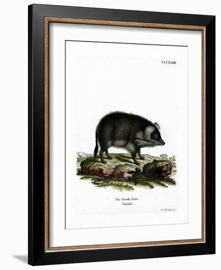 Wild Boar-null-Framed Giclee Print