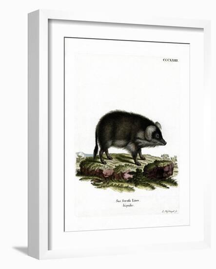 Wild Boar-null-Framed Giclee Print