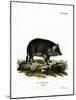 Wild Boar-null-Mounted Giclee Print
