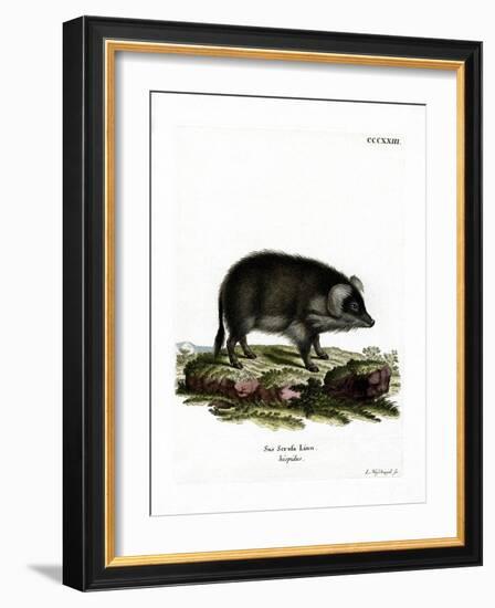 Wild Boar-null-Framed Giclee Print