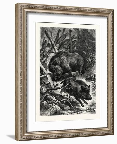 Wild Boars. after Specht. Wild Boar (Sus Scrofa)-null-Framed Giclee Print