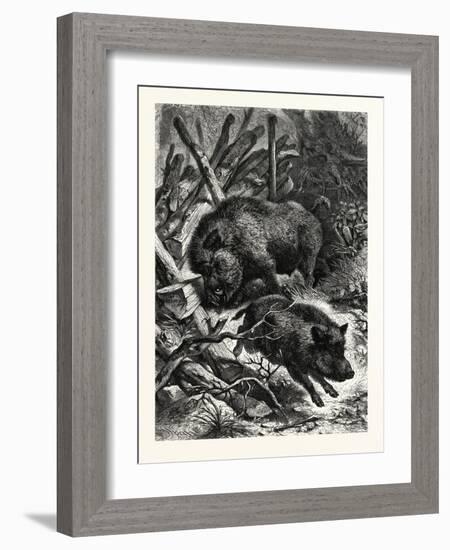 Wild Boars. after Specht. Wild Boar (Sus Scrofa)-null-Framed Giclee Print