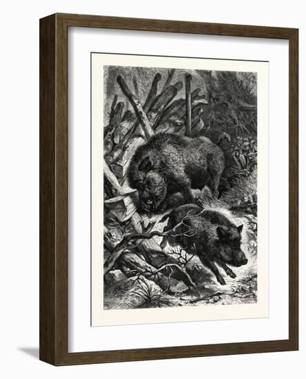 Wild Boars. after Specht. Wild Boar (Sus Scrofa)-null-Framed Giclee Print