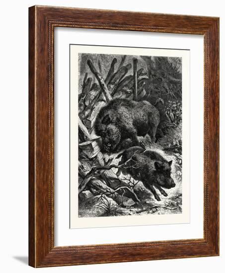 Wild Boars. after Specht. Wild Boar (Sus Scrofa)-null-Framed Giclee Print