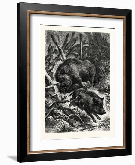 Wild Boars. after Specht. Wild Boar (Sus Scrofa)-null-Framed Giclee Print