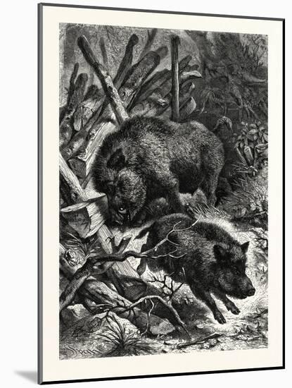 Wild Boars. after Specht. Wild Boar (Sus Scrofa)-null-Mounted Giclee Print
