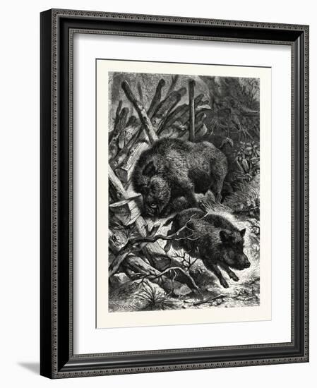 Wild Boars. after Specht. Wild Boar (Sus Scrofa)-null-Framed Giclee Print