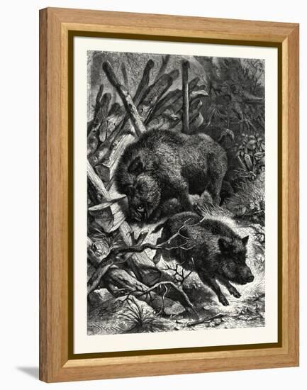 Wild Boars. after Specht. Wild Boar (Sus Scrofa)-null-Framed Premier Image Canvas
