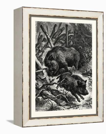 Wild Boars. after Specht. Wild Boar (Sus Scrofa)-null-Framed Premier Image Canvas