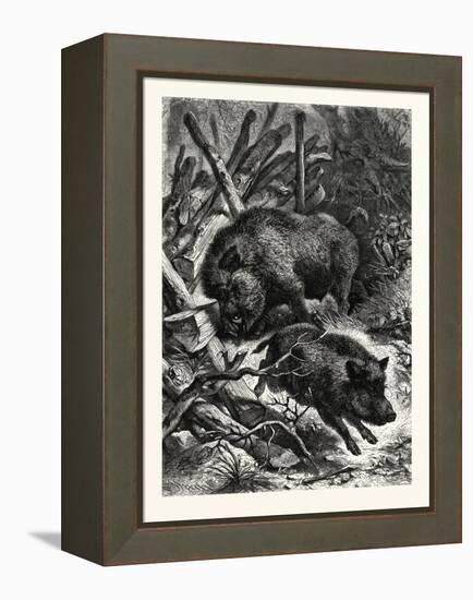 Wild Boars. after Specht. Wild Boar (Sus Scrofa)-null-Framed Premier Image Canvas