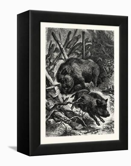 Wild Boars. after Specht. Wild Boar (Sus Scrofa)-null-Framed Premier Image Canvas