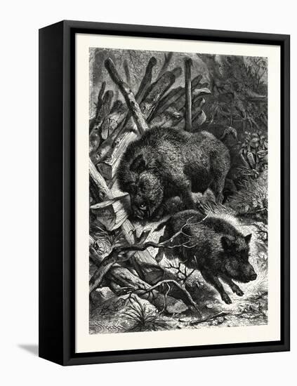 Wild Boars. after Specht. Wild Boar (Sus Scrofa)-null-Framed Premier Image Canvas