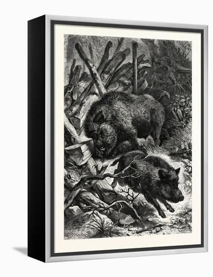Wild Boars. after Specht. Wild Boar (Sus Scrofa)-null-Framed Premier Image Canvas