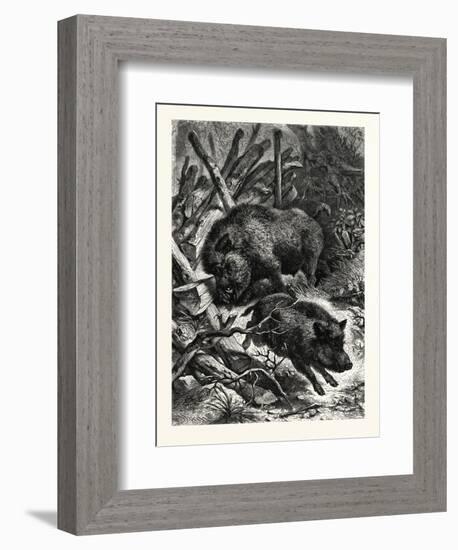 Wild Boars. after Specht. Wild Boar (Sus Scrofa)-null-Framed Premium Giclee Print