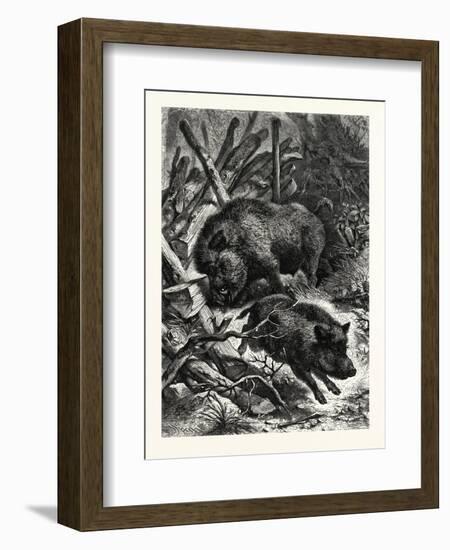 Wild Boars. after Specht. Wild Boar (Sus Scrofa)-null-Framed Premium Giclee Print