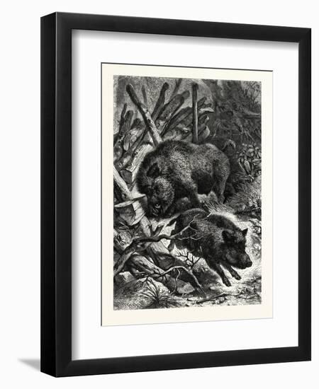 Wild Boars. after Specht. Wild Boar (Sus Scrofa)-null-Framed Premium Giclee Print