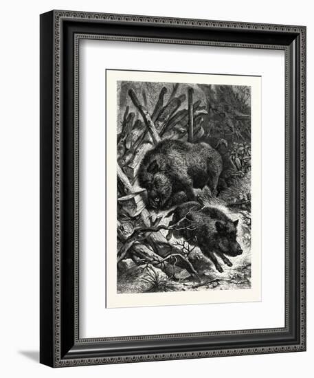 Wild Boars. after Specht. Wild Boar (Sus Scrofa)-null-Framed Premium Giclee Print