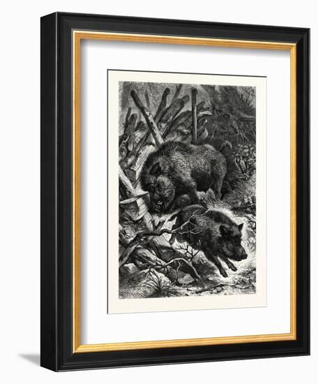 Wild Boars. after Specht. Wild Boar (Sus Scrofa)-null-Framed Premium Giclee Print