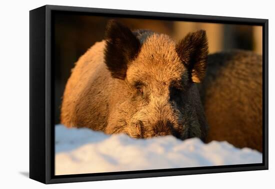 Wild Boars, Evening Light-Reiner Bernhardt-Framed Premier Image Canvas
