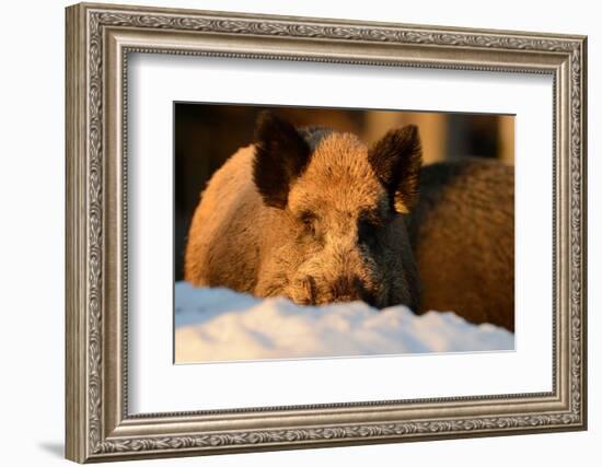 Wild Boars, Evening Light-Reiner Bernhardt-Framed Photographic Print