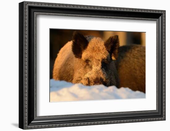 Wild Boars, Evening Light-Reiner Bernhardt-Framed Photographic Print