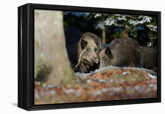 Wild Boars in Winter-Reiner Bernhardt-Framed Premier Image Canvas