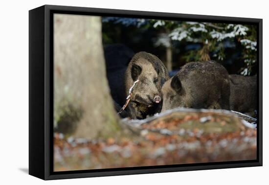 Wild Boars in Winter-Reiner Bernhardt-Framed Premier Image Canvas