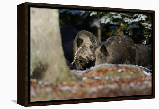 Wild Boars in Winter-Reiner Bernhardt-Framed Premier Image Canvas