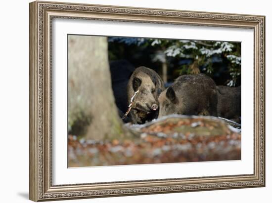 Wild Boars in Winter-Reiner Bernhardt-Framed Photographic Print