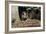 Wild Boars in Winter-Reiner Bernhardt-Framed Photographic Print