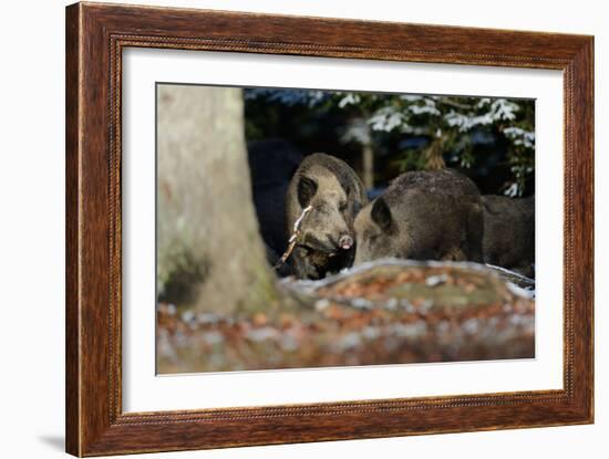 Wild Boars in Winter-Reiner Bernhardt-Framed Photographic Print