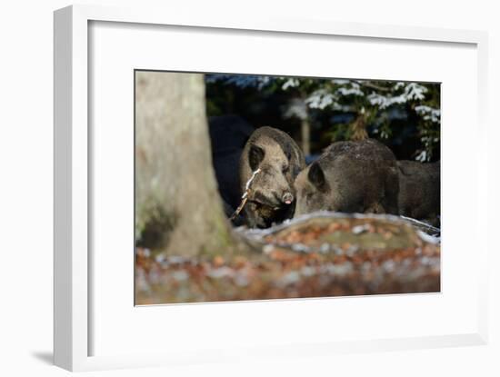 Wild Boars in Winter-Reiner Bernhardt-Framed Photographic Print