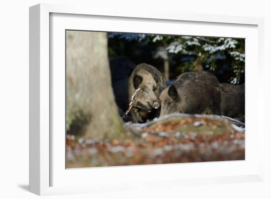 Wild Boars in Winter-Reiner Bernhardt-Framed Photographic Print