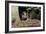 Wild Boars in Winter-Reiner Bernhardt-Framed Photographic Print