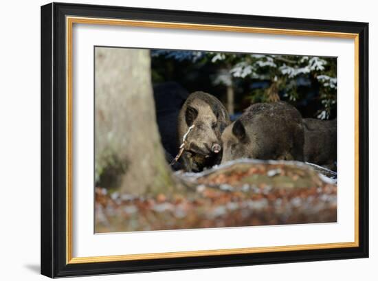 Wild Boars in Winter-Reiner Bernhardt-Framed Photographic Print