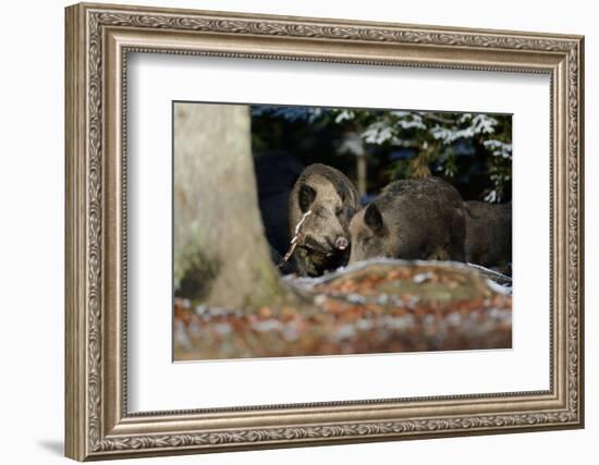 Wild Boars in Winter-Reiner Bernhardt-Framed Photographic Print