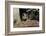 Wild Boars in Winter-Reiner Bernhardt-Framed Photographic Print