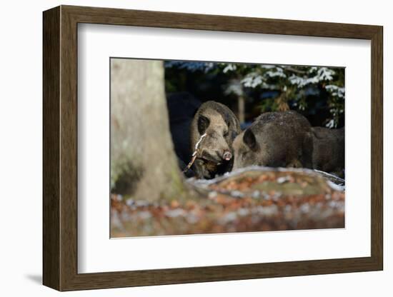 Wild Boars in Winter-Reiner Bernhardt-Framed Photographic Print