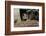 Wild Boars in Winter-Reiner Bernhardt-Framed Photographic Print