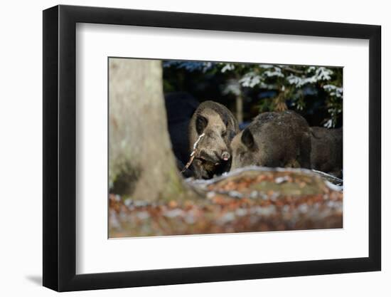 Wild Boars in Winter-Reiner Bernhardt-Framed Photographic Print