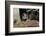 Wild Boars in Winter-Reiner Bernhardt-Framed Photographic Print