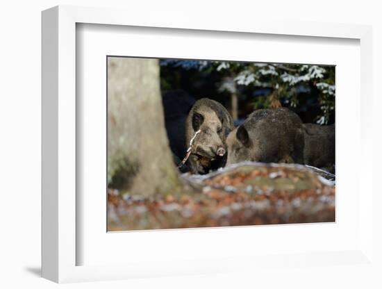 Wild Boars in Winter-Reiner Bernhardt-Framed Photographic Print