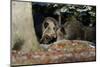 Wild Boars in Winter-Reiner Bernhardt-Mounted Photographic Print