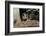 Wild Boars in Winter-Reiner Bernhardt-Framed Photographic Print