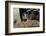 Wild Boars in Winter-Reiner Bernhardt-Framed Photographic Print