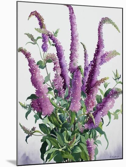 Wild Buddleia-Christopher Ryland-Mounted Giclee Print