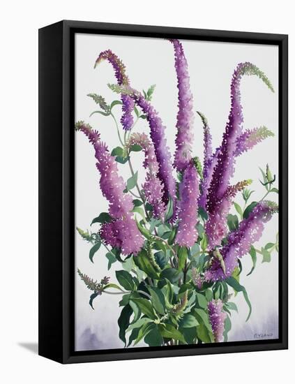 Wild Buddleia-Christopher Ryland-Framed Premier Image Canvas