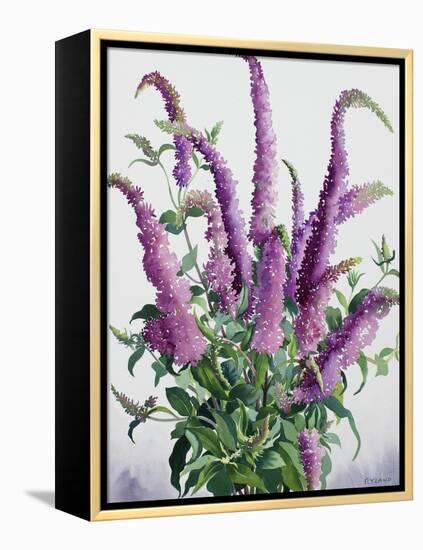 Wild Buddleia-Christopher Ryland-Framed Premier Image Canvas